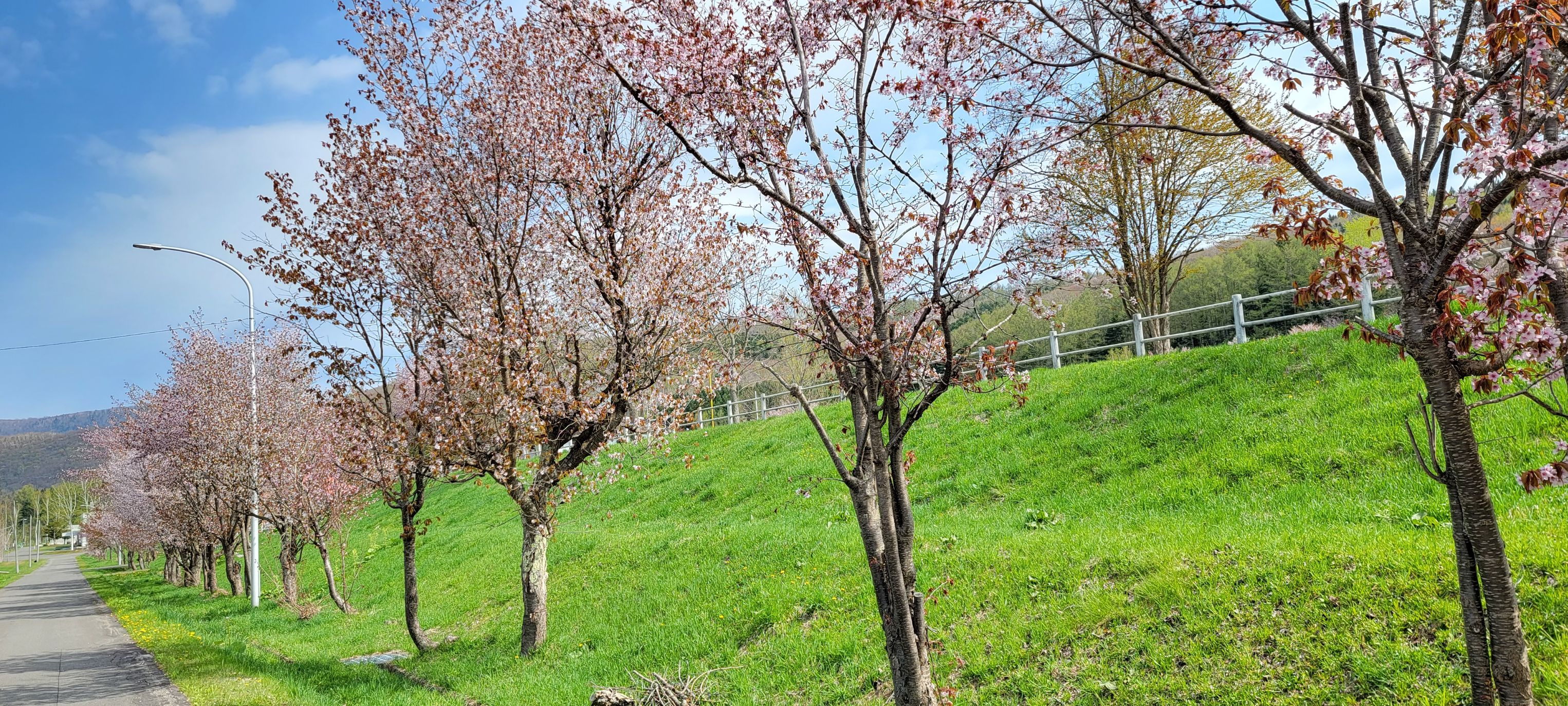 満開の桜