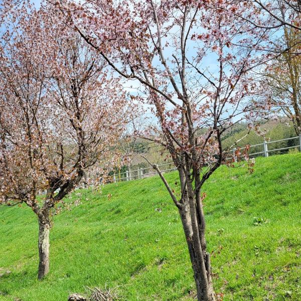 満開の桜