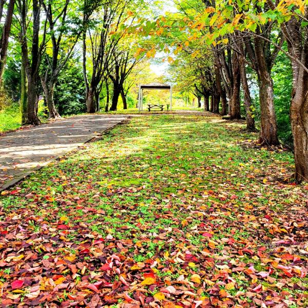 秋の散歩道