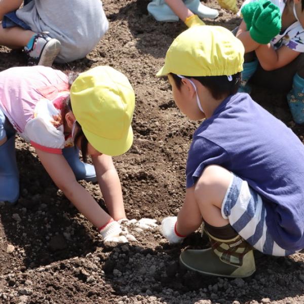 幼児センター・芋植え