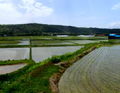 "30a〜50a小区画の圃場"