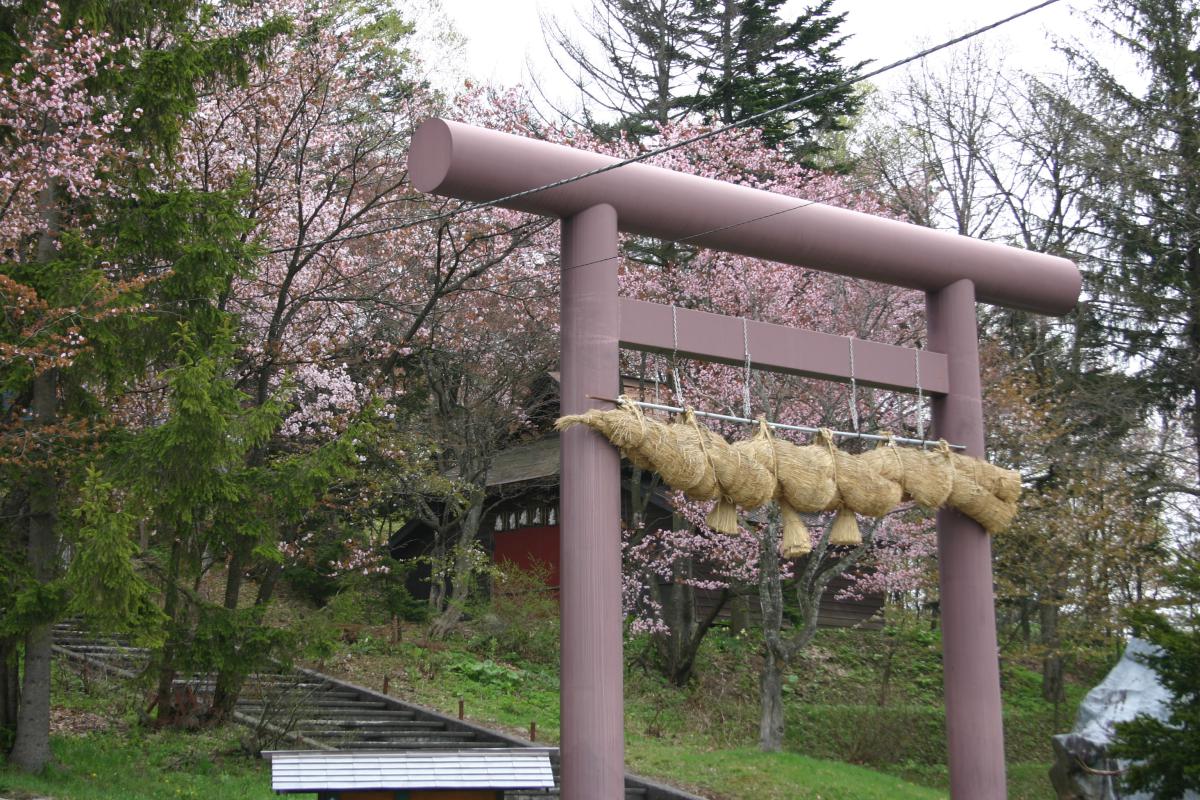 蓬莱山の桜